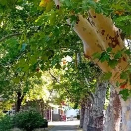 Sétálóutca Békéscsaba - Egyéb