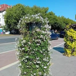 Sétálóutca Békéscsaba - Egyéb