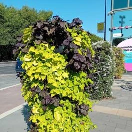 Sétálóutca Békéscsaba - Egyéb