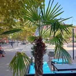 Sétálóutca Békéscsaba - Egyéb