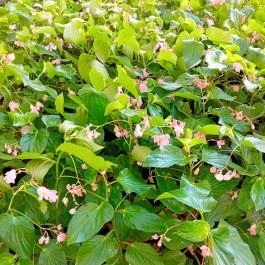 Sétálóutca Békéscsaba - Egyéb