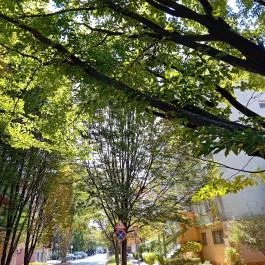 Sétálóutca Békéscsaba - Egyéb