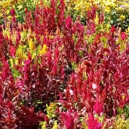 Sétálóutca Békéscsaba - Egyéb