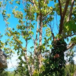 Szentendre fő tere Szentendre - Külső kép