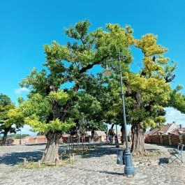 Szentendre fő tere Szentendre - Külső kép