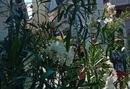 Szentendre fő tere Szentendre