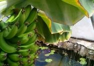 Kurta Étterem Kiskőrös