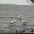 Erzsébet Szálloda Balatonőszöd Balatonőszöd - Környék
