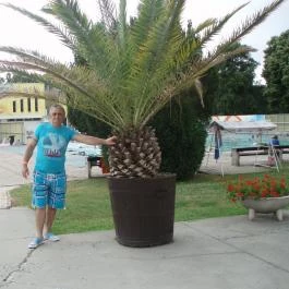 Harkányi Gyógy- és Strandfürdő, Harkány - 