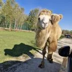 Richter Safari Park Nagykőrös - Egyéb