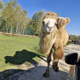 Richter Safari Park Nagykőrös - Egyéb