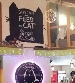 Whiskers Cat Pub