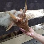 Budakeszi Vadaspark Budakeszi - Egyéb