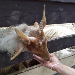 Budakeszi Vadaspark Budakeszi - Egyéb