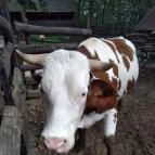 Budakeszi Vadaspark Budakeszi - Egyéb