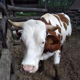 Budakeszi Vadaspark Budakeszi - Egyéb