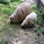 Budakeszi Vadaspark Budakeszi - Egyéb