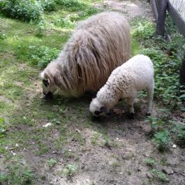 Budakeszi Vadaspark Budakeszi - Egyéb