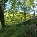 Vadszőlő Szálló étterme Bakonybél - Egyéb