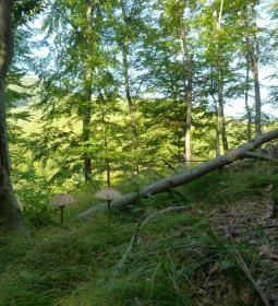 Vadszőlő Szálló étterme