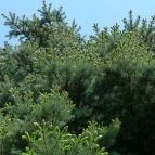 Vasparipa Falatozó Zebegény - Egyéb