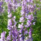 Vasparipa Falatozó Zebegény - Egyéb