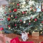 Club Dobogómajor Cserszegtomaj - Egyéb