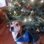 Club Dobogómajor Cserszegtomaj - Egyéb