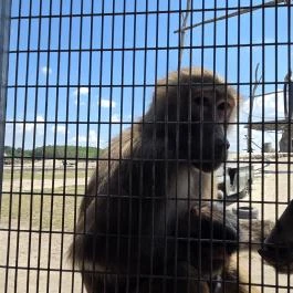 Richter Safari Park Nagykőrös - Külső kép