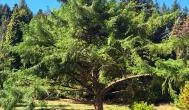 Agostyáni Arborétum, Agostyán