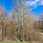 Árvizi Emlékpark Tivadar - Egyéb