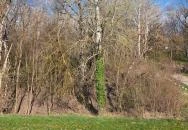 Árvizi Emlékpark Tivadar