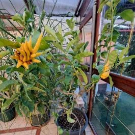 Bagolyvár Inárcs Inárcs - Egyéb