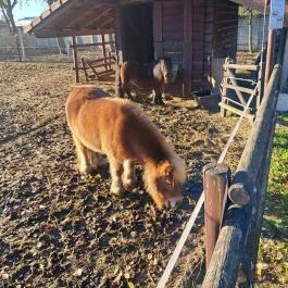 Bagolyvár Inárcs Inárcs - Egyéb