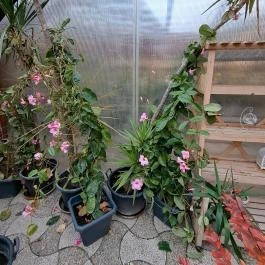 Bagolyvár Inárcs Inárcs - Egyéb