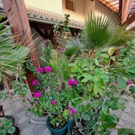 Bagolyvár Inárcs Inárcs - Egyéb