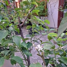 Bagolyvár Inárcs Inárcs - Egyéb