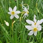 Basakert Babócsa - Egyéb