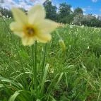 Basakert Babócsa - Egyéb