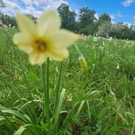 Basakert, Babócsa - Egyéb