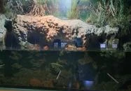 Bodorka Balatoni Vízivilág Látogatóközpont Balatonfüred