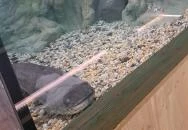 Bodorka Balatoni Vízivilág Látogatóközpont Balatonfüred