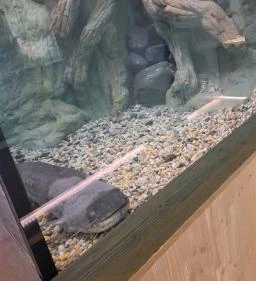 Bodorka Balatoni Vízivilág Látogatóközpont