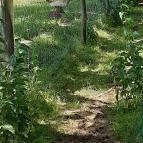 Bőszénfai Szarvasfarm Bőszénfa - Egyéb