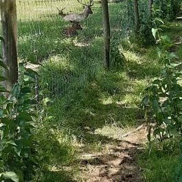 Bőszénfai Szarvasfarm, Bőszénfa - Egyéb
