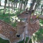 Bőszénfai Szarvasfarm Bőszénfa - Egyéb