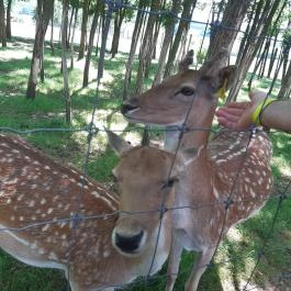 Bőszénfai Szarvasfarm, Bőszénfa - Egyéb