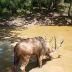 Bőszénfai Szarvasfarm Bőszénfa - Egyéb