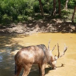 Bőszénfai Szarvasfarm, Bőszénfa - Egyéb