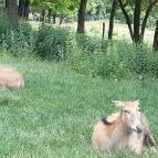 Bőszénfai Szarvasfarm Bőszénfa - Egyéb